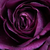 Violet - Rosiers floribunda - Minerva